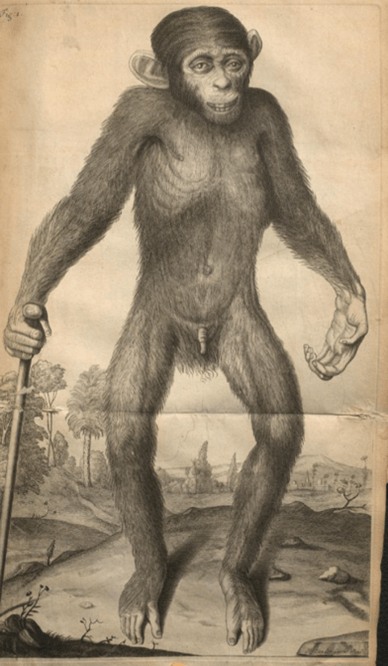 Figure 2: Homo Sylvesteris, The Anatomy of a Pygmie, by Edward Tyson  (1699).