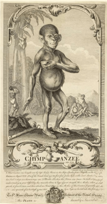 Figure 4: Chimpanzee, by Gérard Jean Baptiste Scotin II (1738)