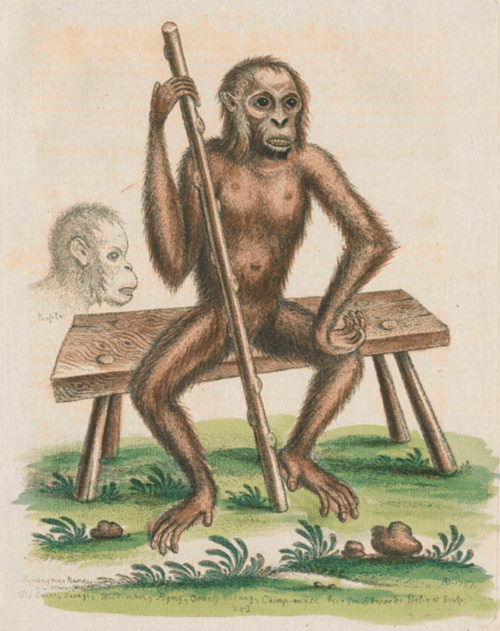 Figure 5: The Man of the Woods, Gleanings of Nature by George Edwards (1751)