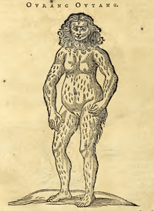 Figure 6: Ourang Outang, Historiae Naturalis & Medicae, by Jacobus Bontius (1658)