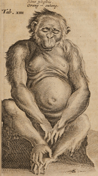 Figure 7: Orang Outang, Observationes Medicae, by Nicholas Tulp (1642)