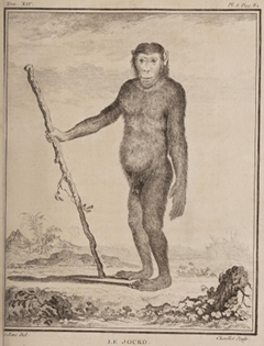 Figure 8: Le Jocko, Histoire naturelle Tome XIV, by Buffon  (1766)