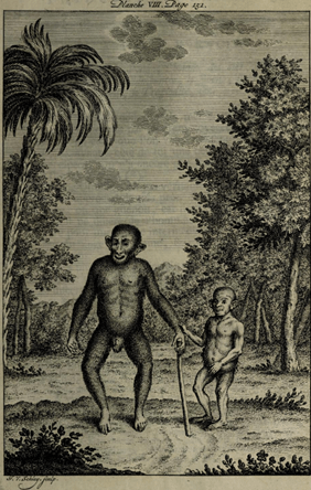 Figure 9: Ourang Outang, Considérations Philosophiques de la Gradation Naturelle des Formes de l'Etre, by Jean-Baptiste Robinet (1768)