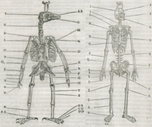 Figure 1:  The Unity of Plan in Animals, L’Histoire de la Nature des Oyseaux, by Pierre Belon (1555)