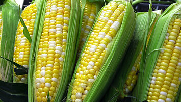 Media Name: 17653-two-color-corn-pv.jpg