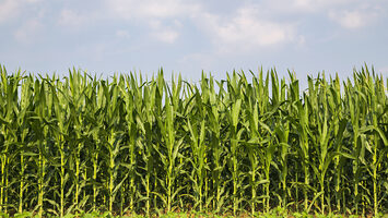 Media Name: how_the_repeal_of_the_corn_laws_toppled_mercantalism.jpg