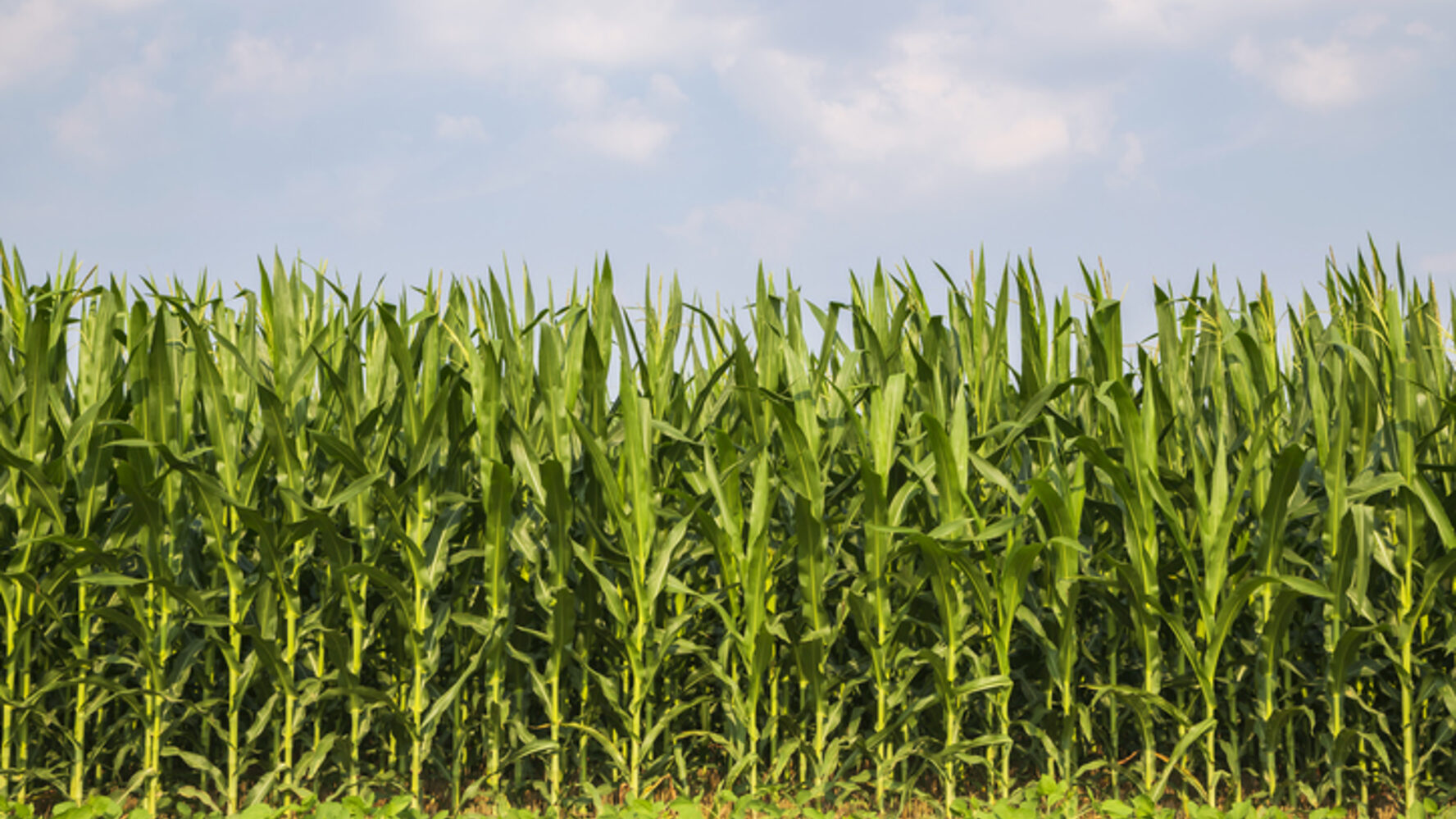 How the Repeal of the Corn Laws Toppled Mercantilism