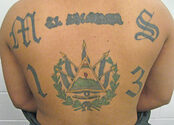 Media Name: ms-13_tattoo_2.jpg
