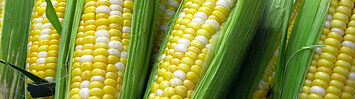 Media Name: 17653-two-color-corn-pv.jpg