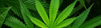 Media Name: cannabis-sativa-leaf.jpg